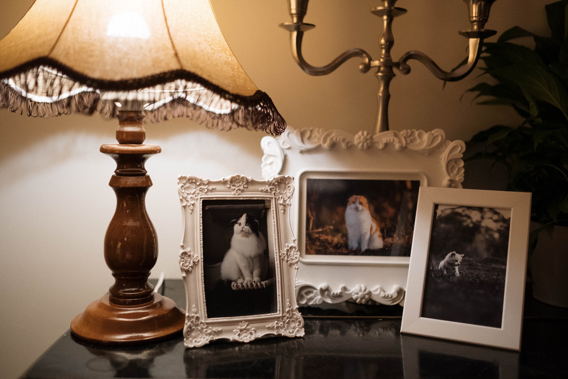 Real-Canadian-Property-Management-Solutions-pets-frames