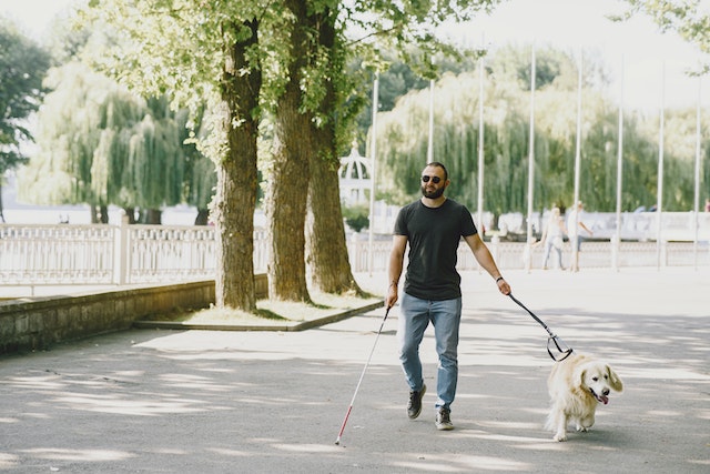 A blind person with a white cane walks on a tree lined path with their service dog